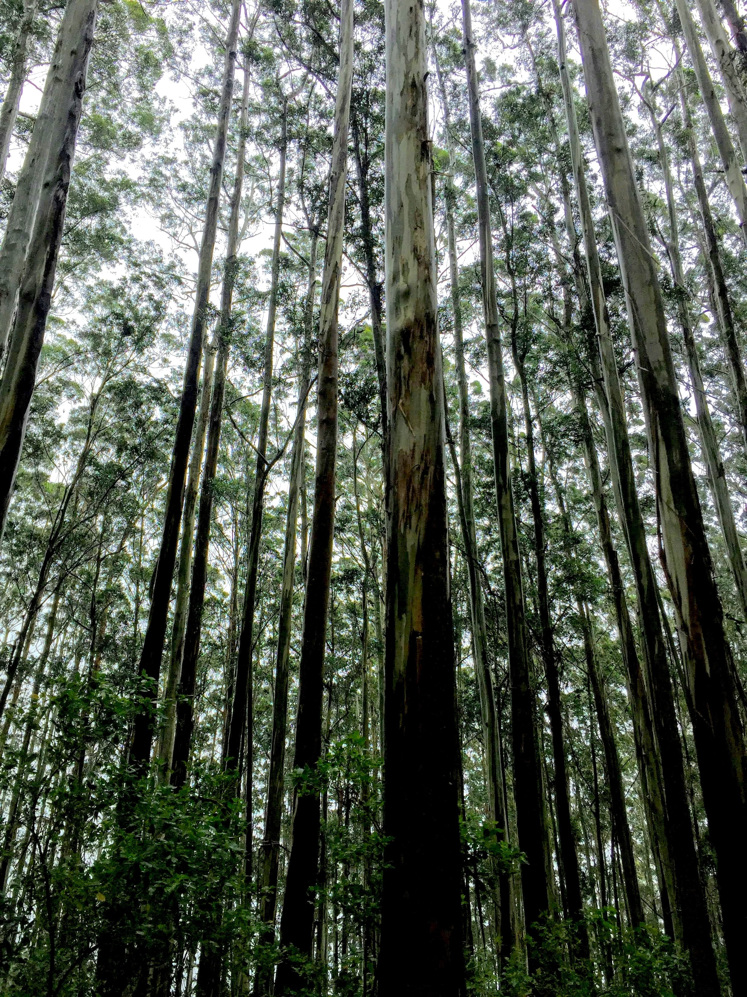 Net Zero by 2070 โ India's climate commitment